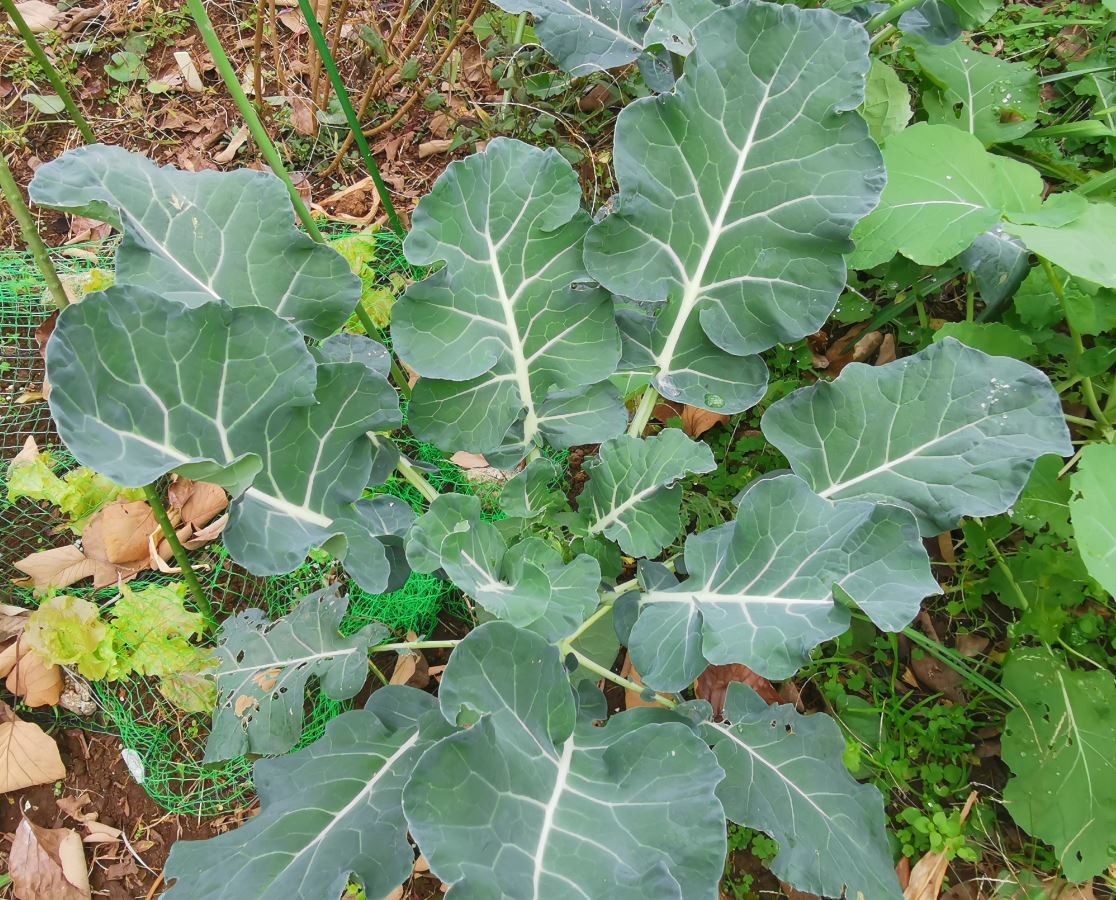 f:id:Limnology:20201129144256j:plain