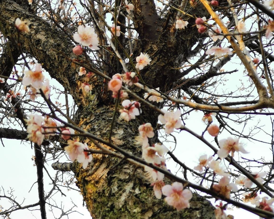 f:id:Limnology:20210114221054j:plain