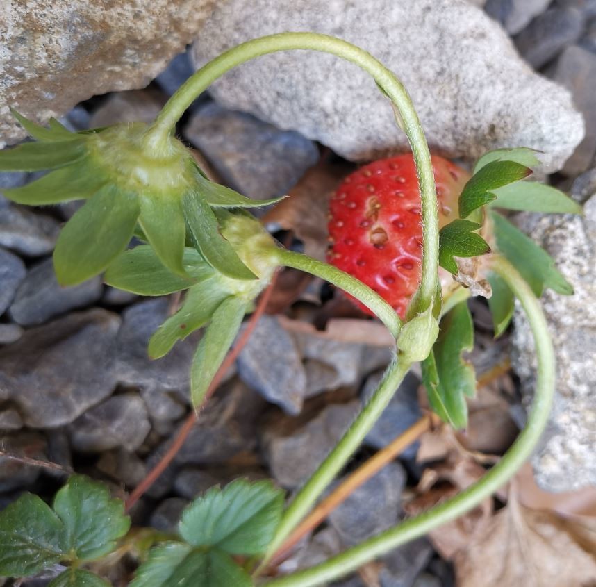 f:id:Limnology:20210120134135j:plain