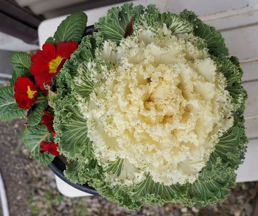 f:id:Limnology:20210126150855j:plain