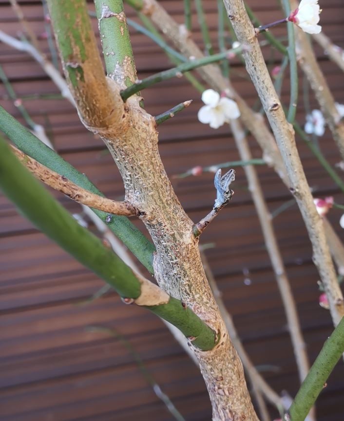 f:id:Limnology:20210219211950j:plain