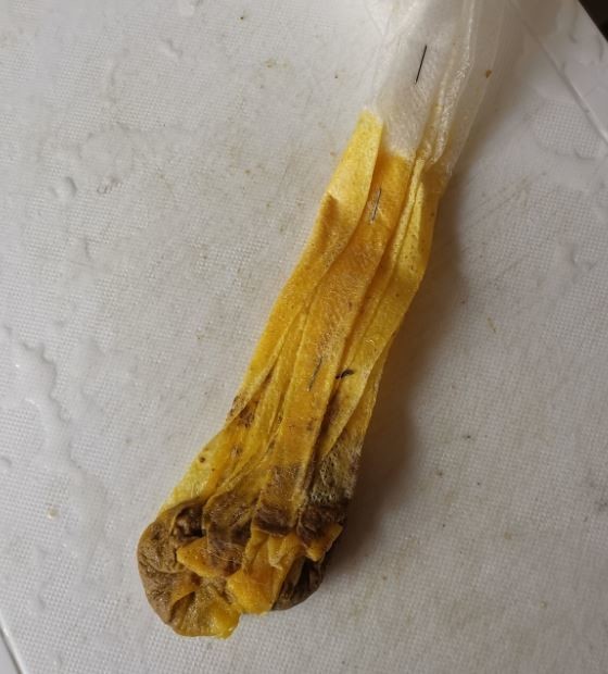 f:id:Limnology:20210309204541j:plain