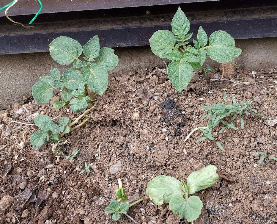 f:id:Limnology:20210330143518j:plain