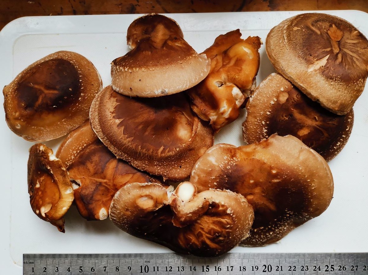 f:id:Limnology:20210330143543j:plain