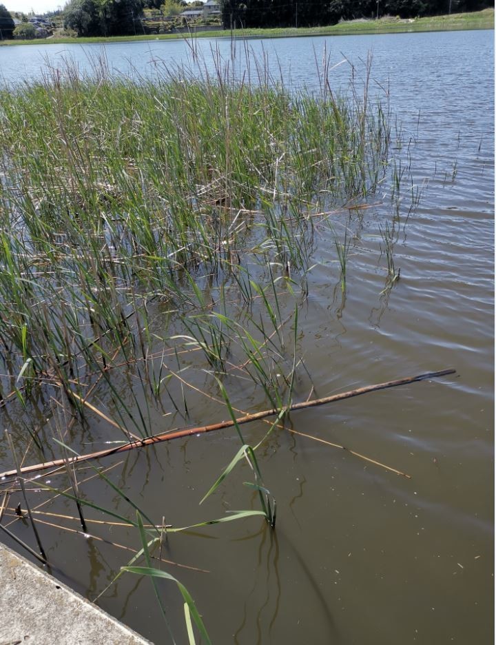 f:id:Limnology:20210410140250j:plain