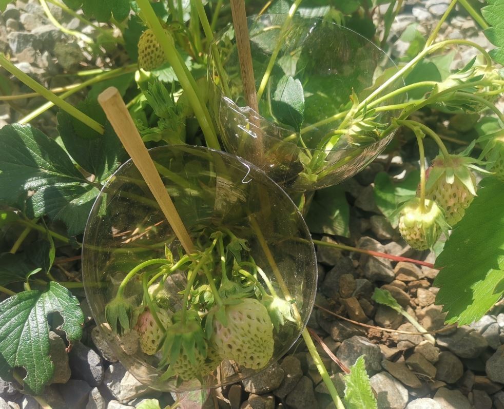 f:id:Limnology:20210415162011j:plain