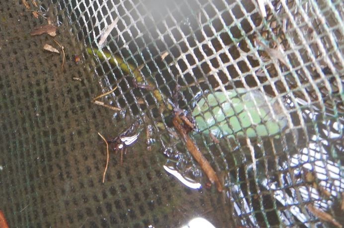 f:id:Limnology:20210602212247j:plain