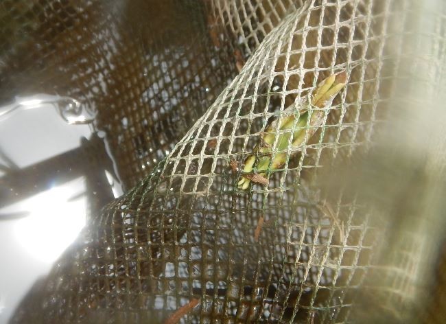 f:id:Limnology:20210602212414j:plain