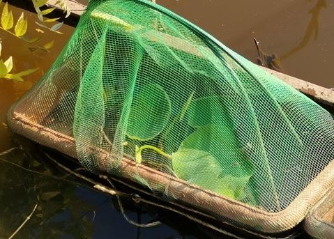 f:id:Limnology:20210602212856j:plain