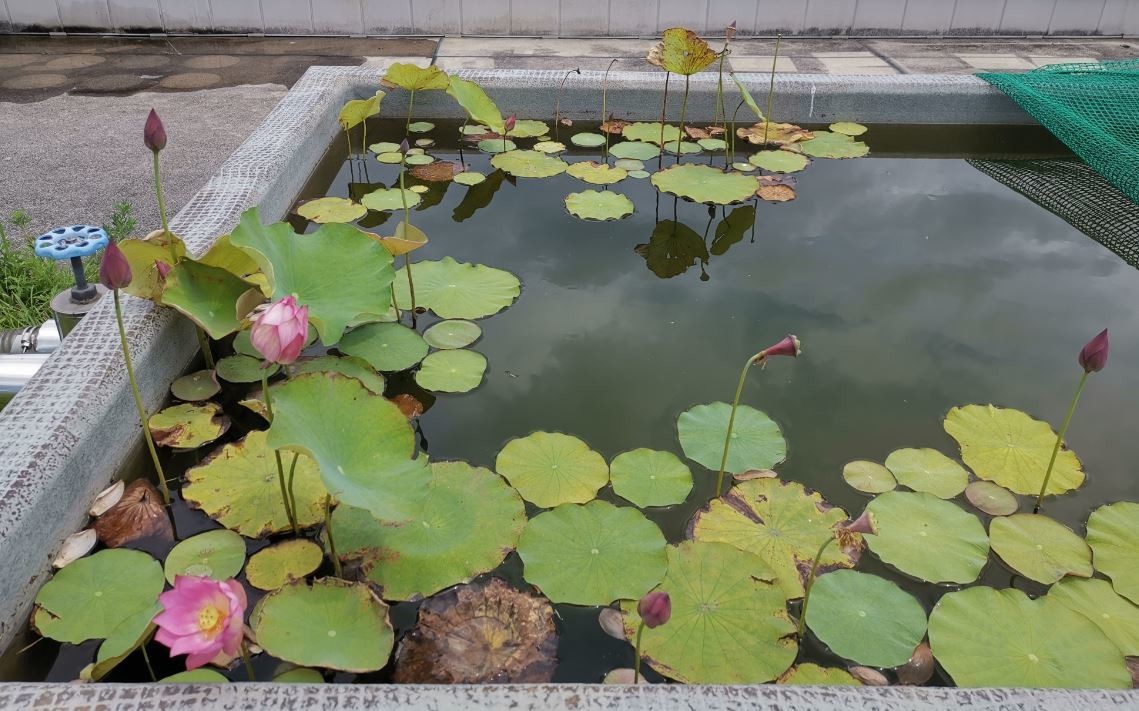 f:id:Limnology:20210802233236j:plain