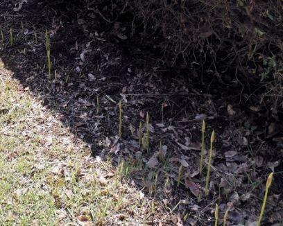 f:id:Limnology:20210911130638j:plain