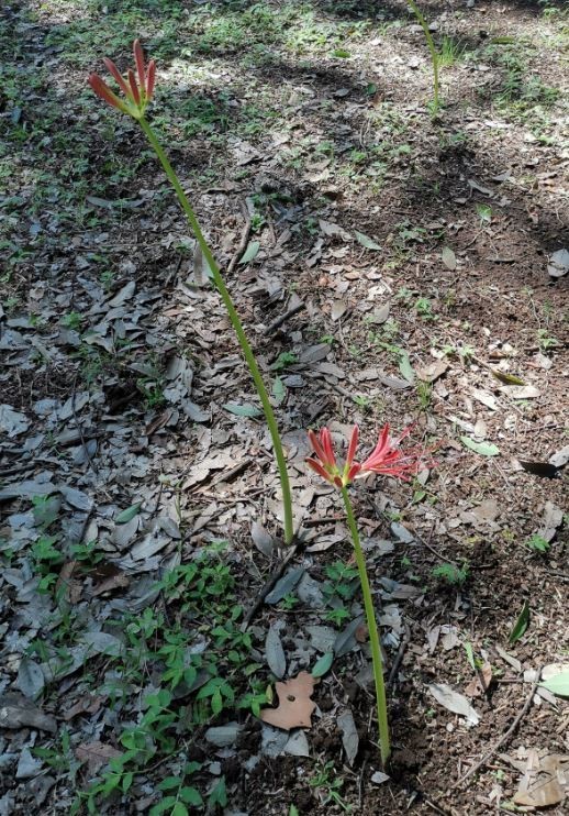 f:id:Limnology:20210911130706j:plain