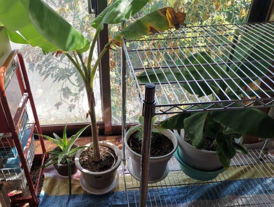 f:id:Limnology:20211030222222j:plain