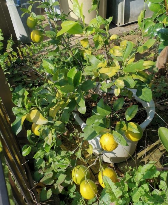 f:id:Limnology:20211030223440j:plain