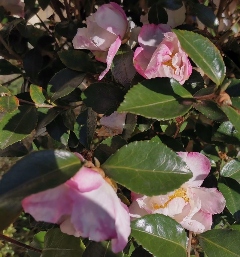 f:id:Limnology:20211204214404j:plain