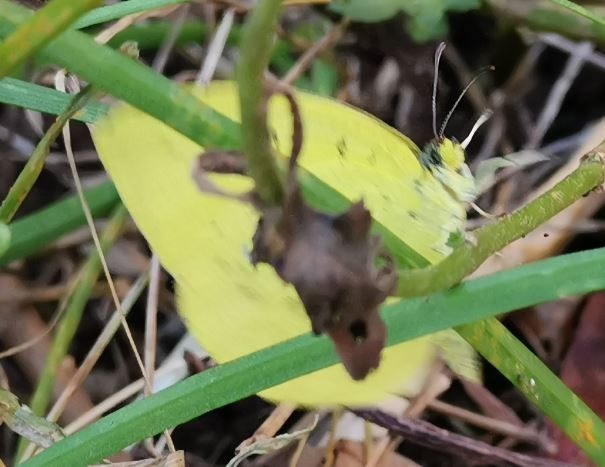 f:id:Limnology:20211204214504j:plain