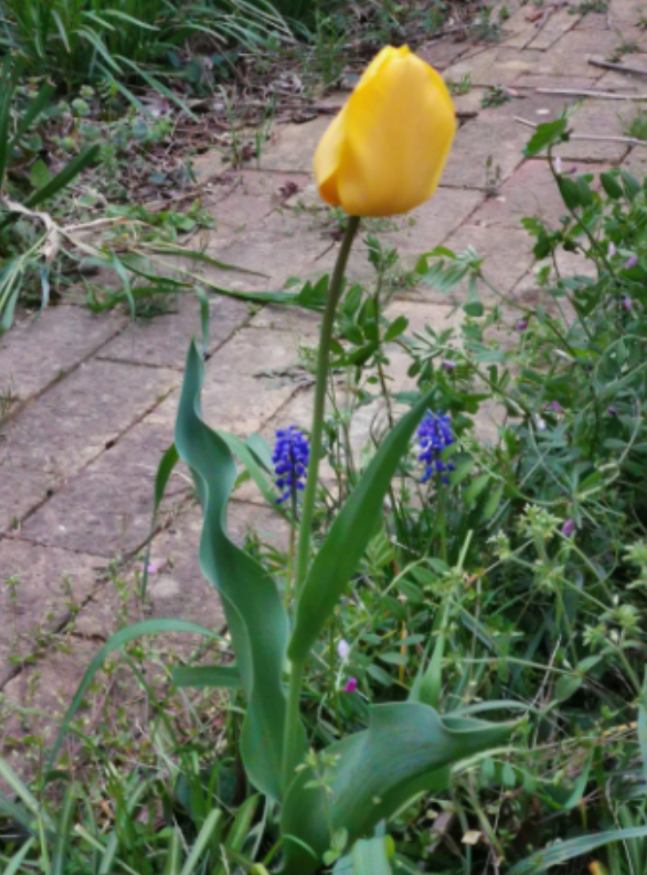 f:id:Limnology:20220412220242p:plain