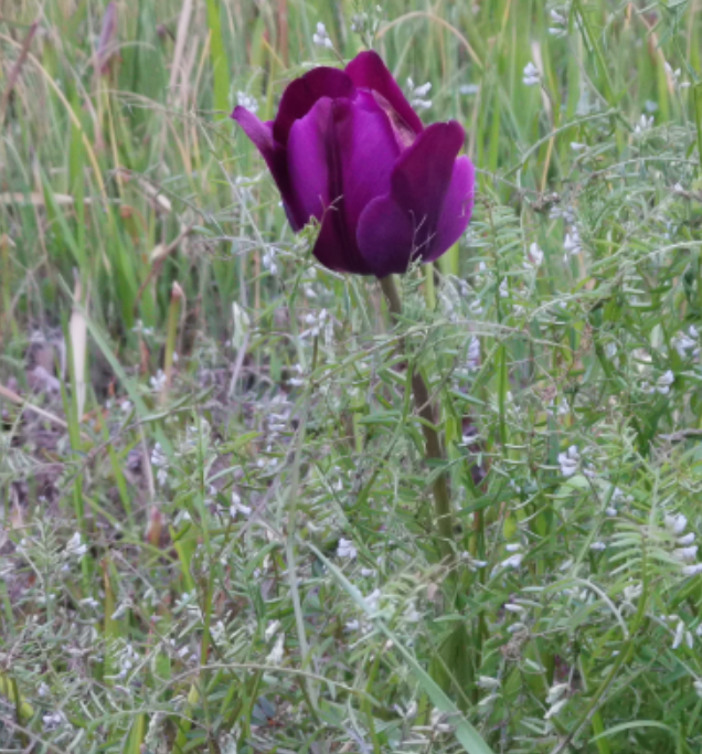f:id:Limnology:20220412220324p:plain