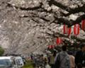 [花][桜]越谷の元荒川