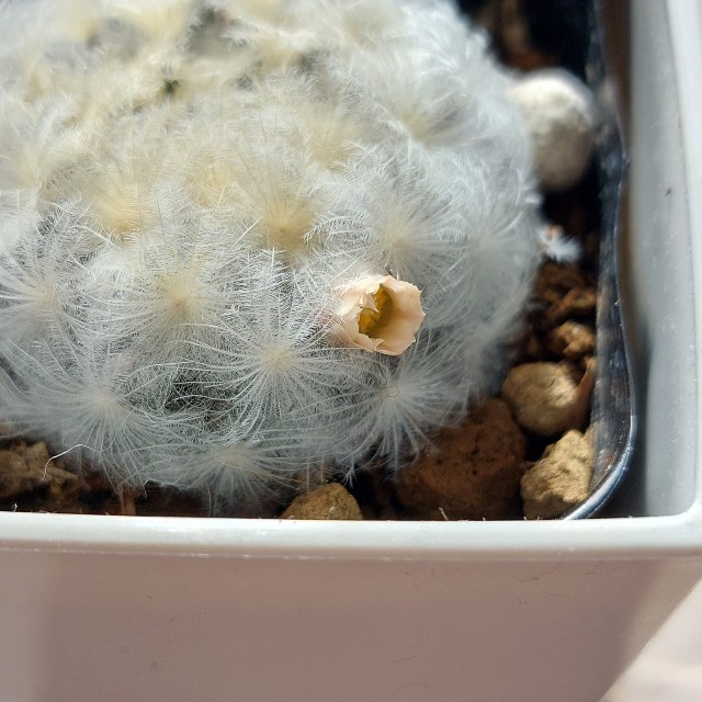 f:id:Linenkun:20240114124547j:image