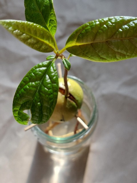 f:id:Linenkun:20240114133741j:image