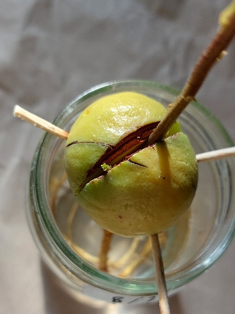 f:id:Linenkun:20240114133746j:image