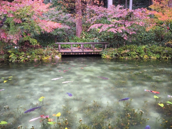 f:id:Lio_777920:20201115150612j:plain