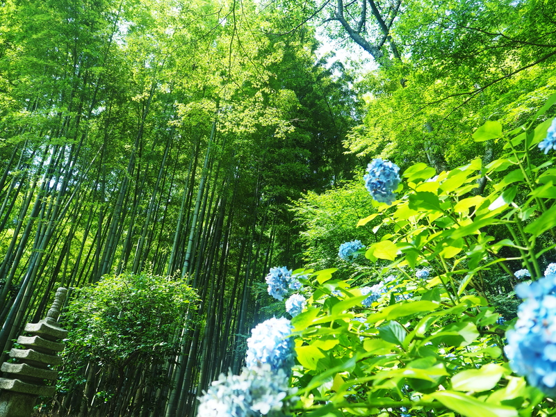 f:id:Lio_777920:20210718005351j:plain