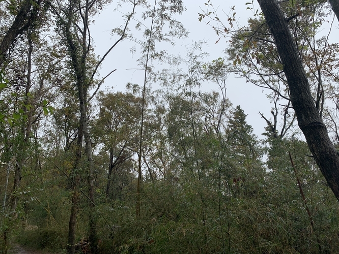 f:id:LiongHMD:20191124083410j:image