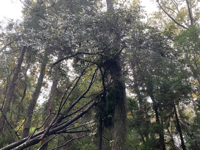 f:id:LiongHMD:20191124083814j:image
