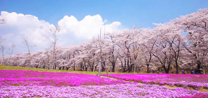 f:id:LittleandPretty:20170402135200j:plain f:id:LittleandPretty:20170402135200j:plain