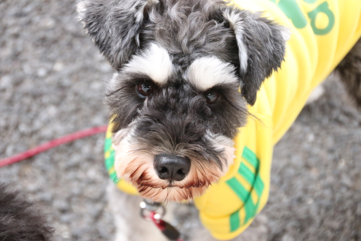 f:id:Lizz_63:20191107000122j:plain