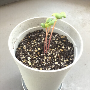 キット通りに3粒とも発芽