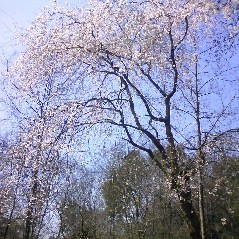 f:id:Loco:20090327110145j:image