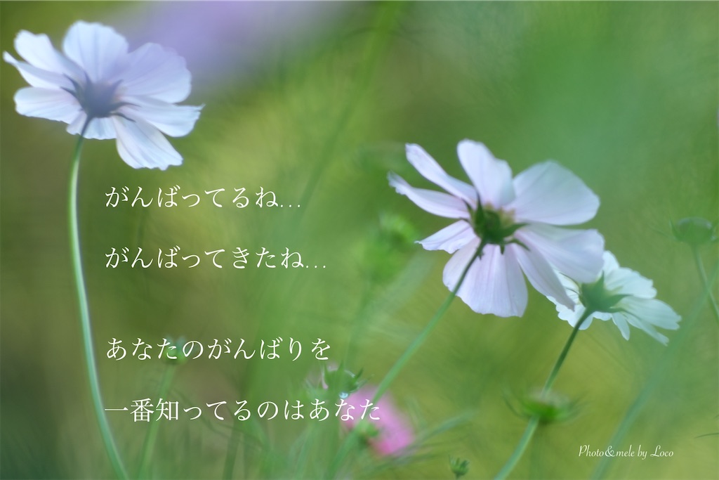 f:id:Locola:20201019102552j:plain