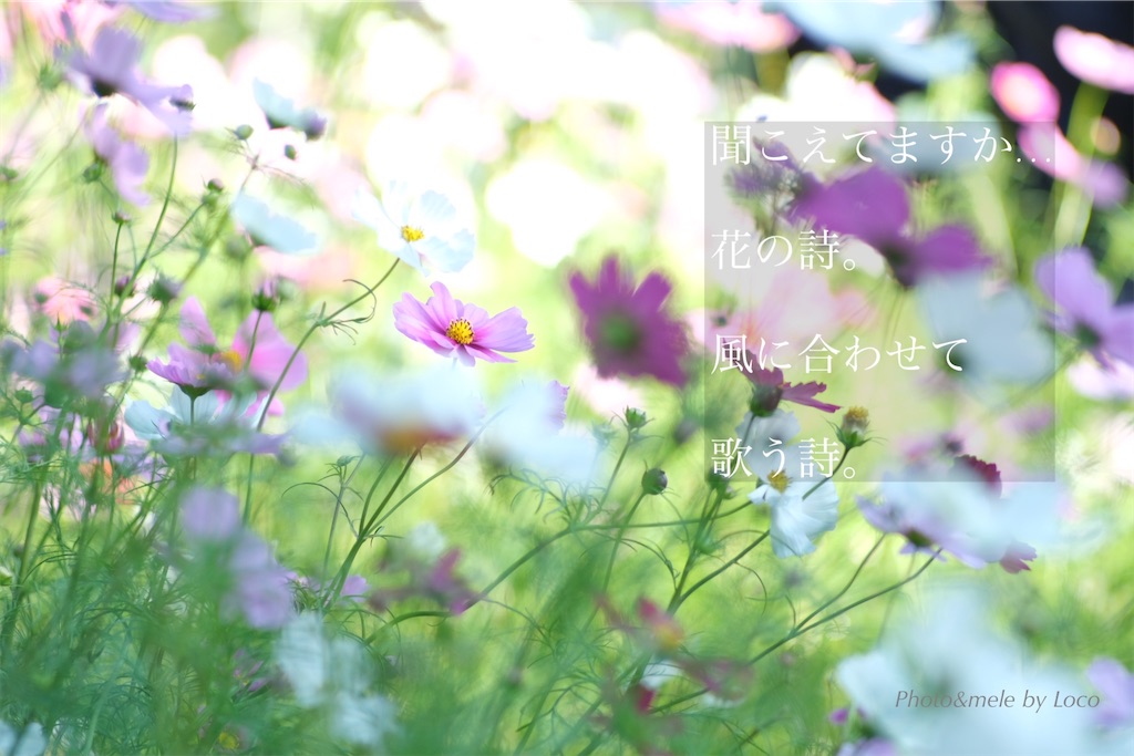 f:id:Locola:20201026212307j:plain