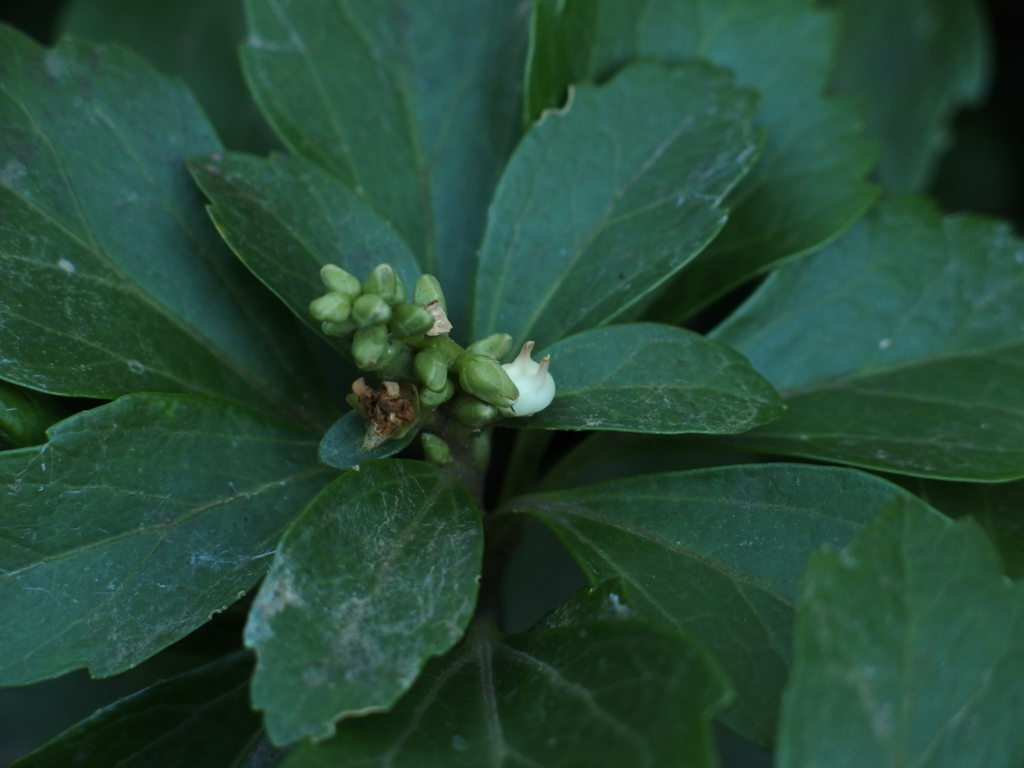 f:id:LogicalPsychiatryX:20180102022351j:plain f:id:LogicalPsychiatryX:20180102022351j:plain