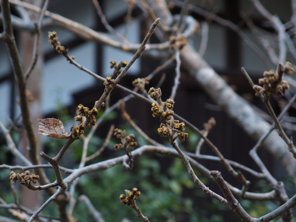 f:id:LogicalPsychiatryX:20180102221437j:plain f:id:LogicalPsychiatryX:20180102221437j:plain