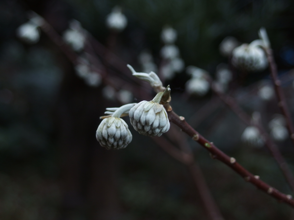 f:id:LogicalPsychiatryX:20180103220645j:plain f:id:LogicalPsychiatryX:20180103220645j:plain