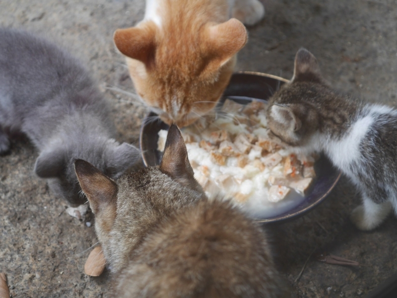 f:id:Logosuke:20170814100140j:plain