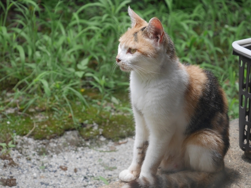 f:id:Logosuke:20170814100141j:plain