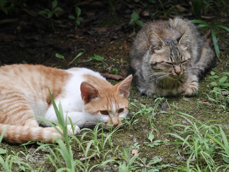 f:id:Logosuke:20170814100142j:plain