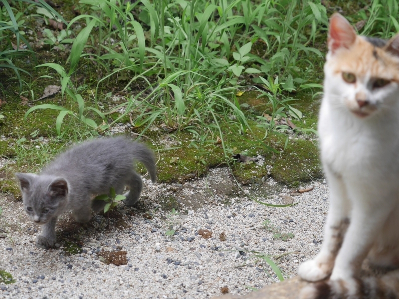 f:id:Logosuke:20170814100144j:plain