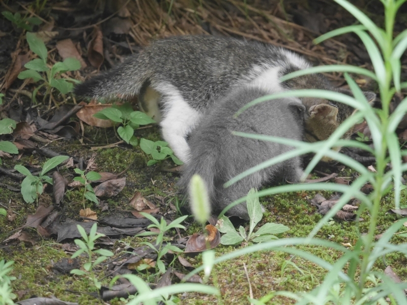 f:id:Logosuke:20170814100145j:plain