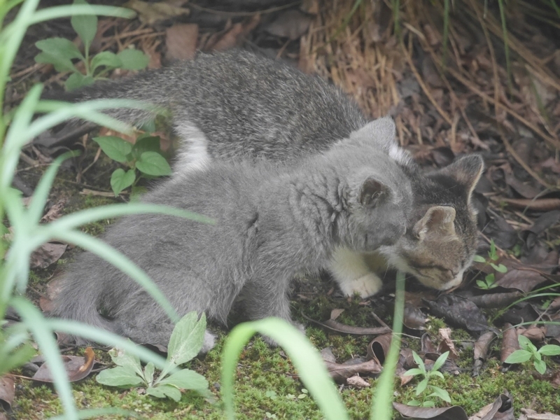 f:id:Logosuke:20170814100146j:plain