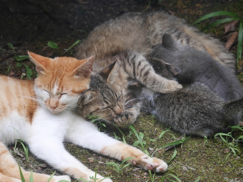 f:id:Logosuke:20170814100147j:plain