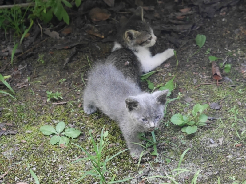 f:id:Logosuke:20170814100148j:plain