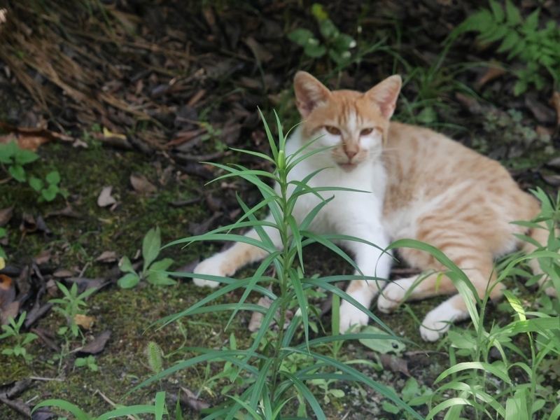 f:id:Logosuke:20170814100149j:plain