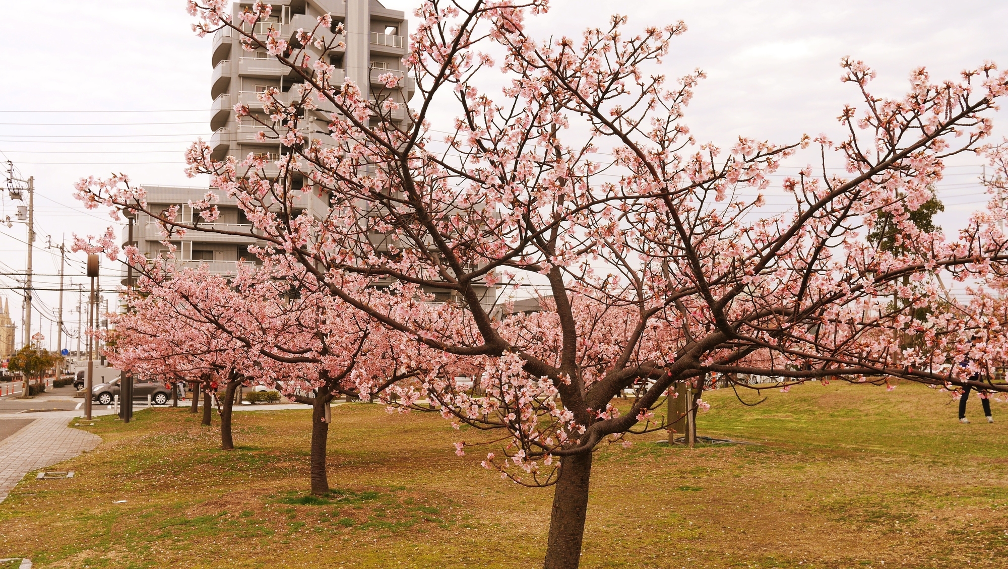 f:id:Logosuke:20200301191349j:plain