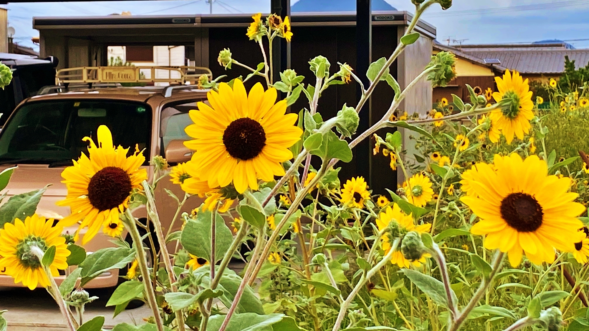 ご予約済✦向日葵畑をお散歩✦うさぎちゃんの1日…アレンジ